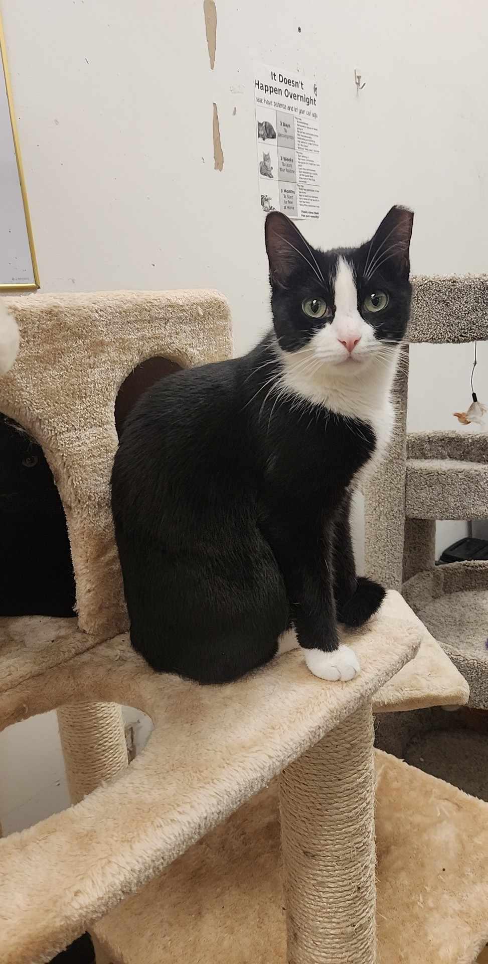 Miracle, Adopted, Adult Female Domestic Short Hair.