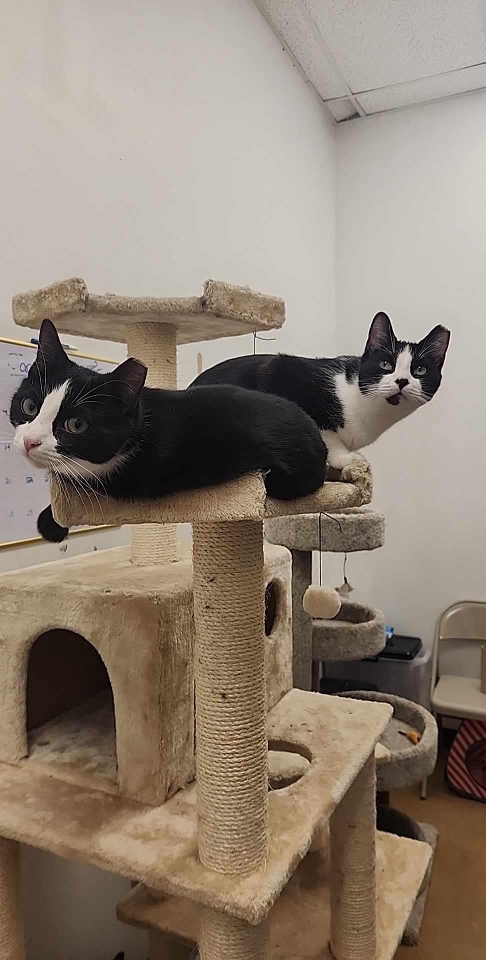 Miracle, a Adopted Domestic Short Hair in Charlotte, NC image 2/6