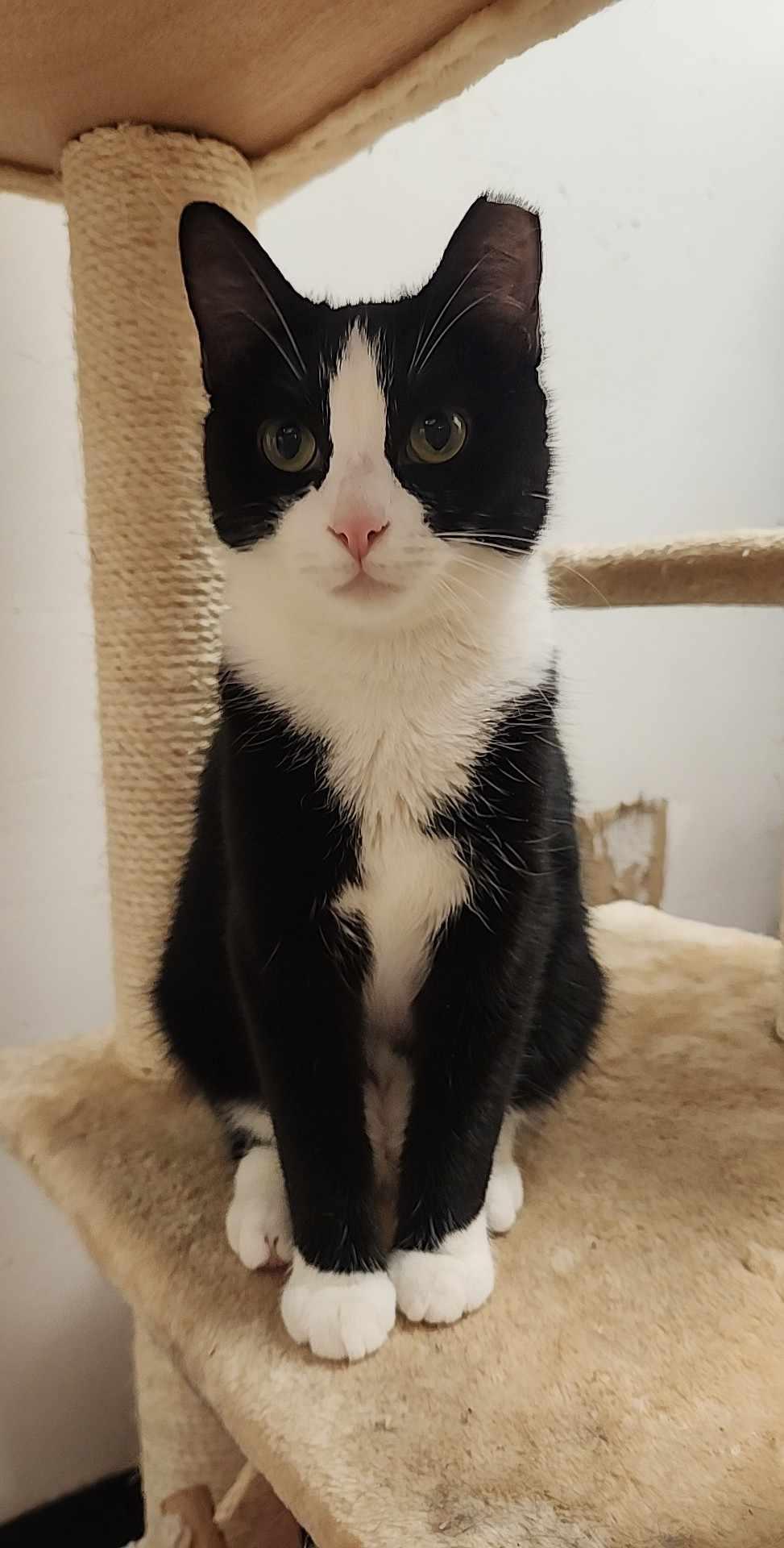 Miracle, a Adopted Domestic Short Hair in Charlotte, NC image 3/6