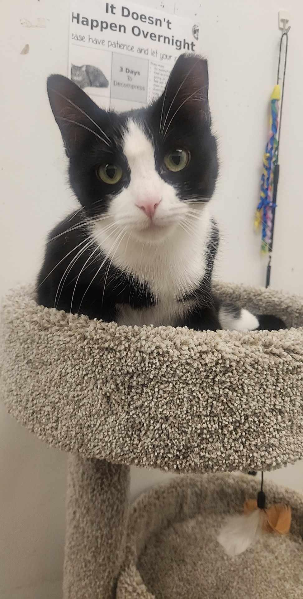 Miracle, a Adopted Domestic Short Hair in Charlotte, NC image 4/6