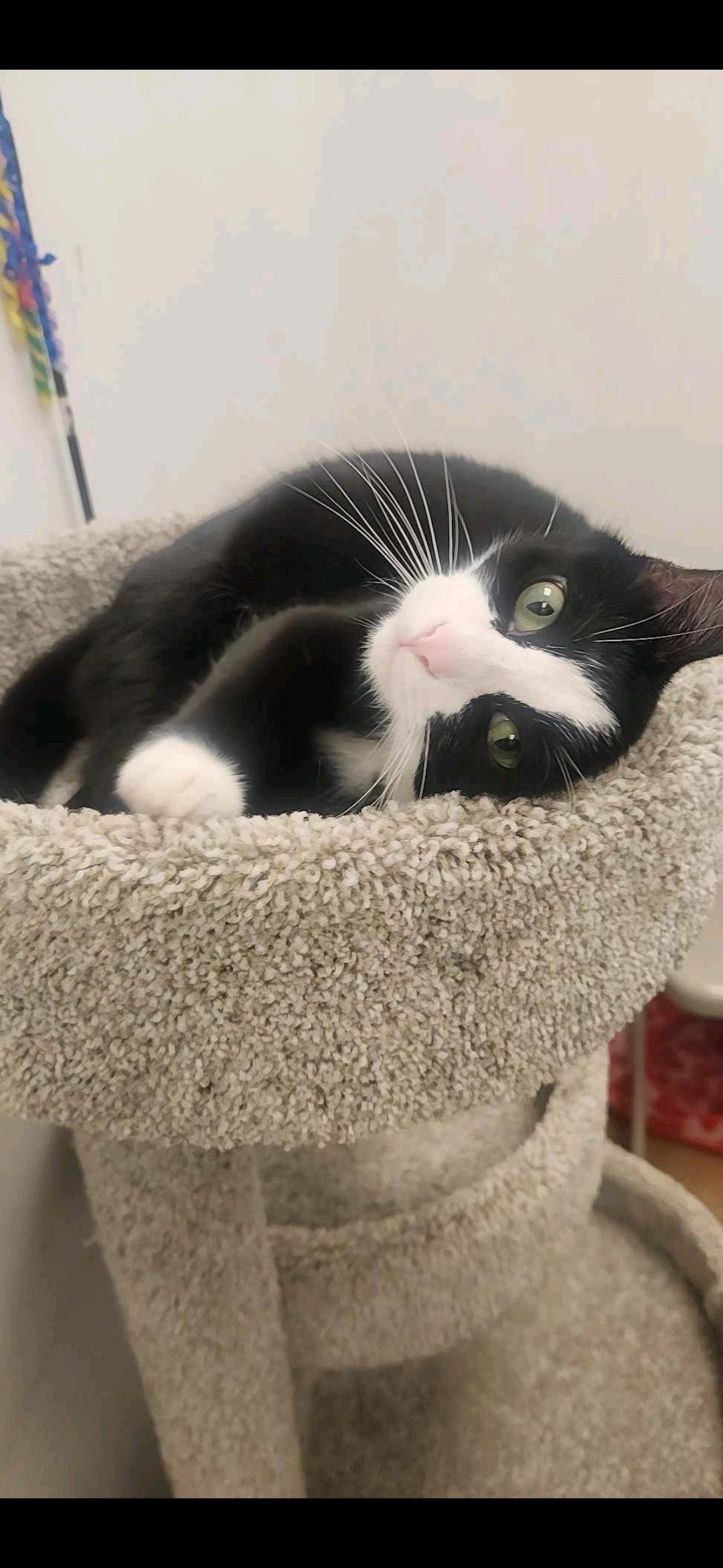 Miracle, a Adopted Domestic Short Hair in Charlotte, NC image 5/6