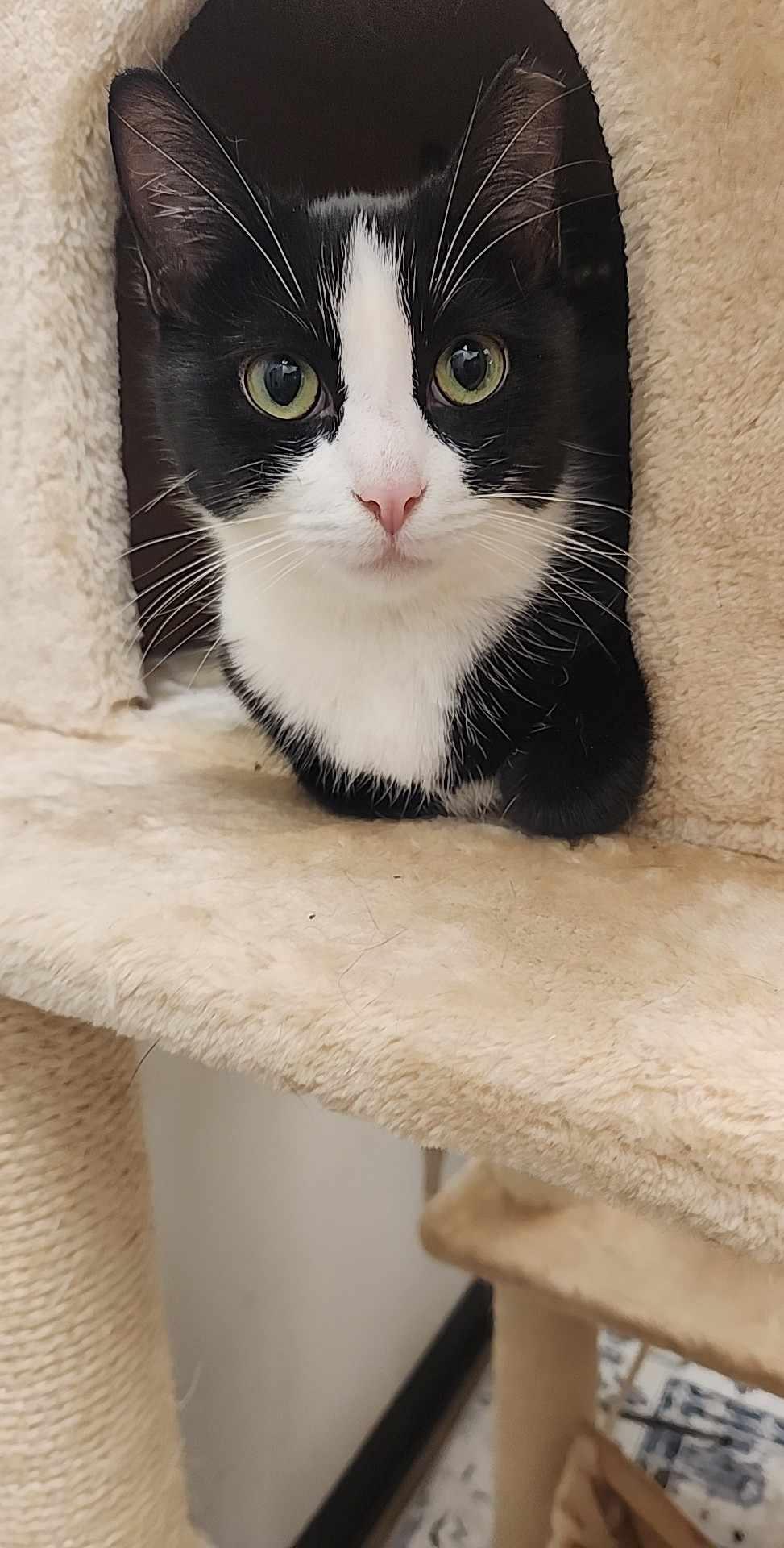 Miracle, a Adopted Domestic Short Hair in Charlotte, NC image 6/6