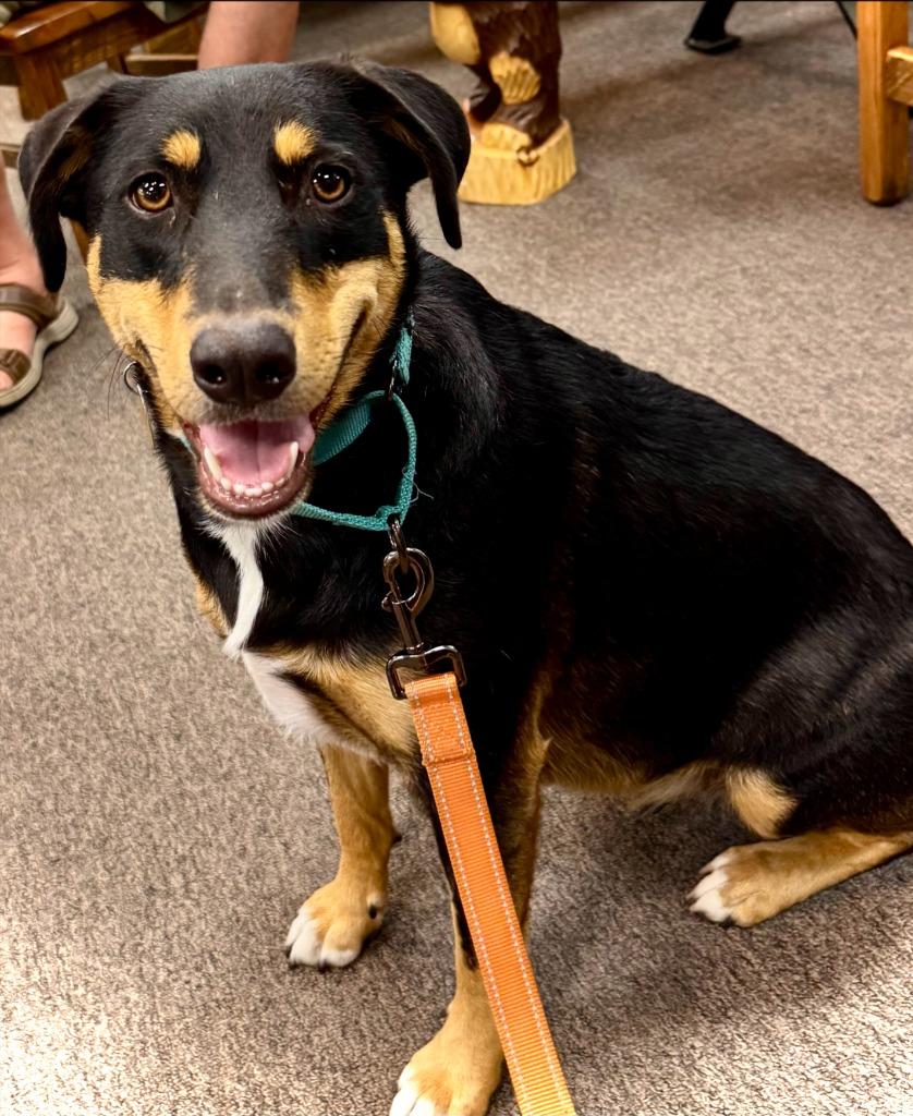 Enlarge Pim, a Adoptable mixed breed in Thompson Falls, MT image 1/4