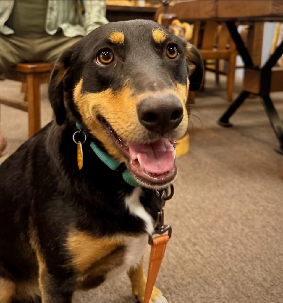 Enlarge Pim, a Adoptable mixed breed in Thompson Falls, MT image 2/4