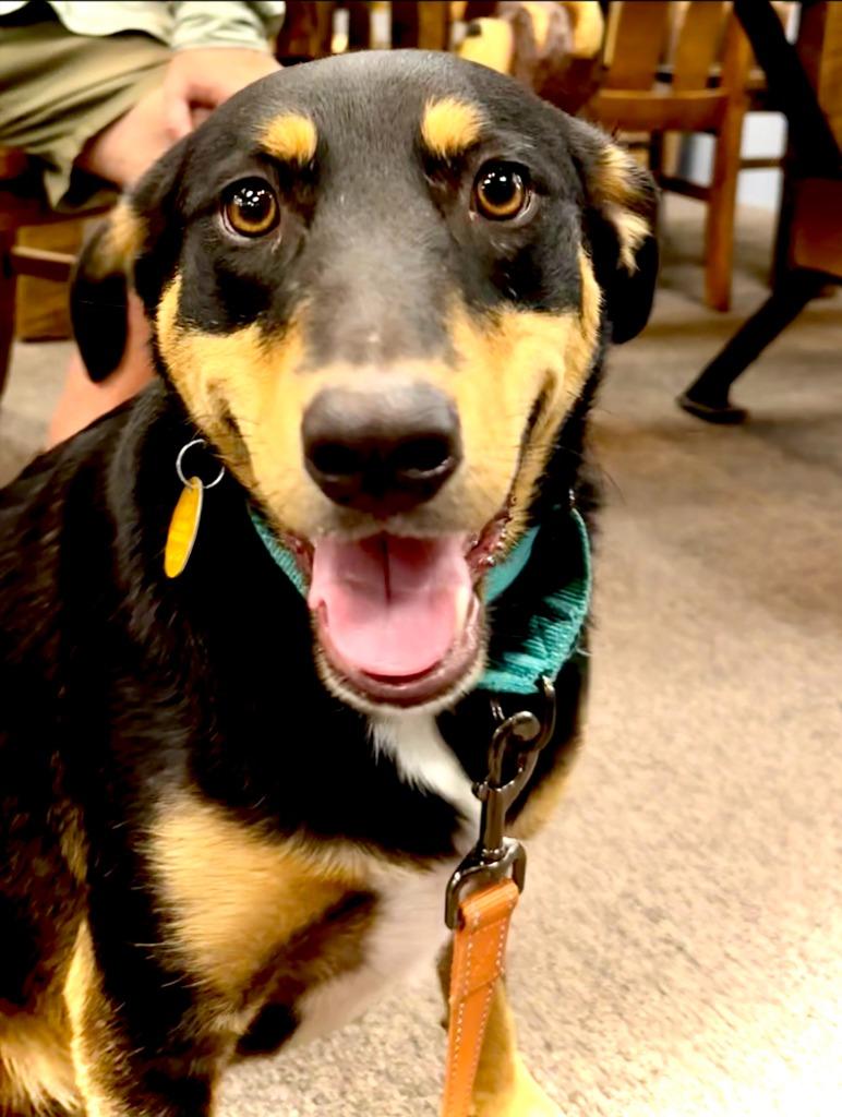 Enlarge Pim, a Adoptable mixed breed in Thompson Falls, MT image 3/4