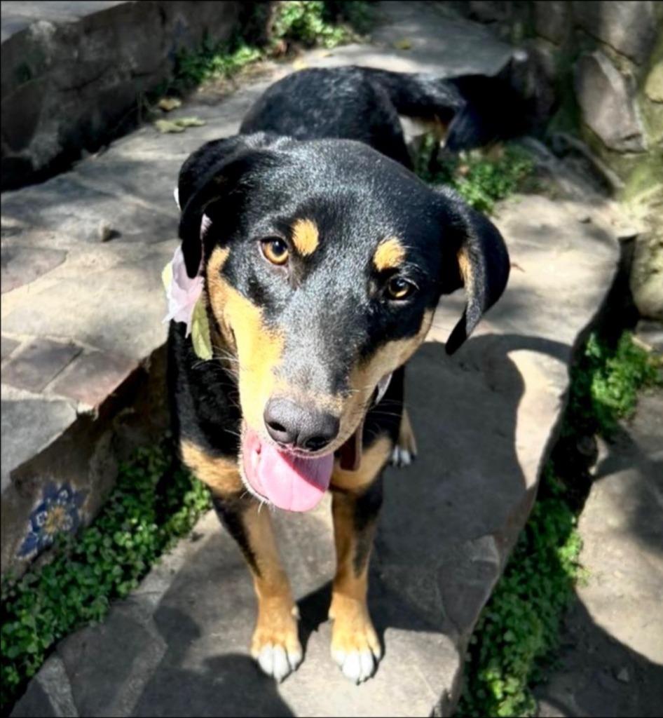 Enlarge Pim, a Adoptable mixed breed in Thompson Falls, MT image 4/4
