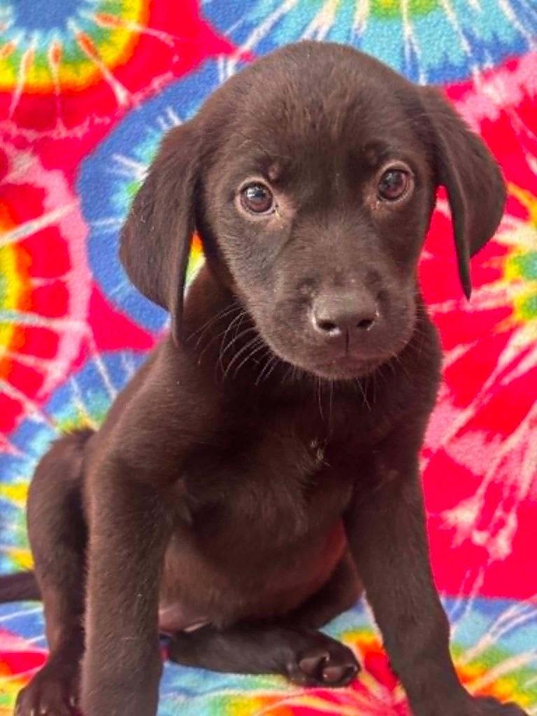 Fillipa, Adoptable, Puppy Female Labrador Retriever.