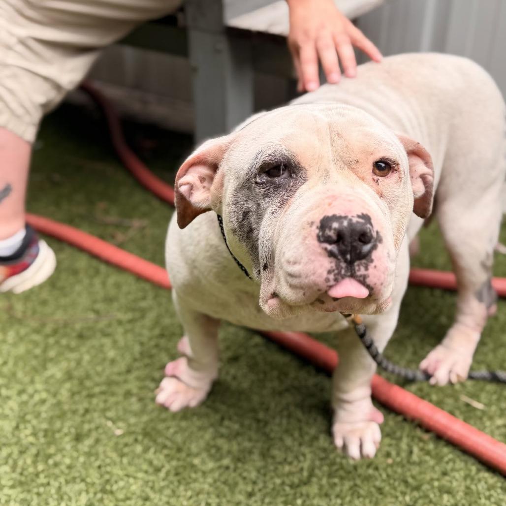 Truffles the Porkchop Express, a Adoptable mixed breed in Durham, NC image 2/6