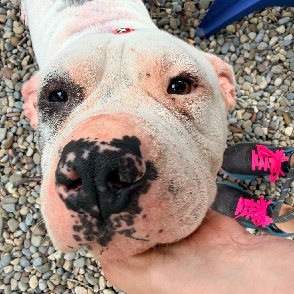 Enlarge Truffles the Porkchop Express, a Adoptable mixed breed in Durham, NC image 4/6