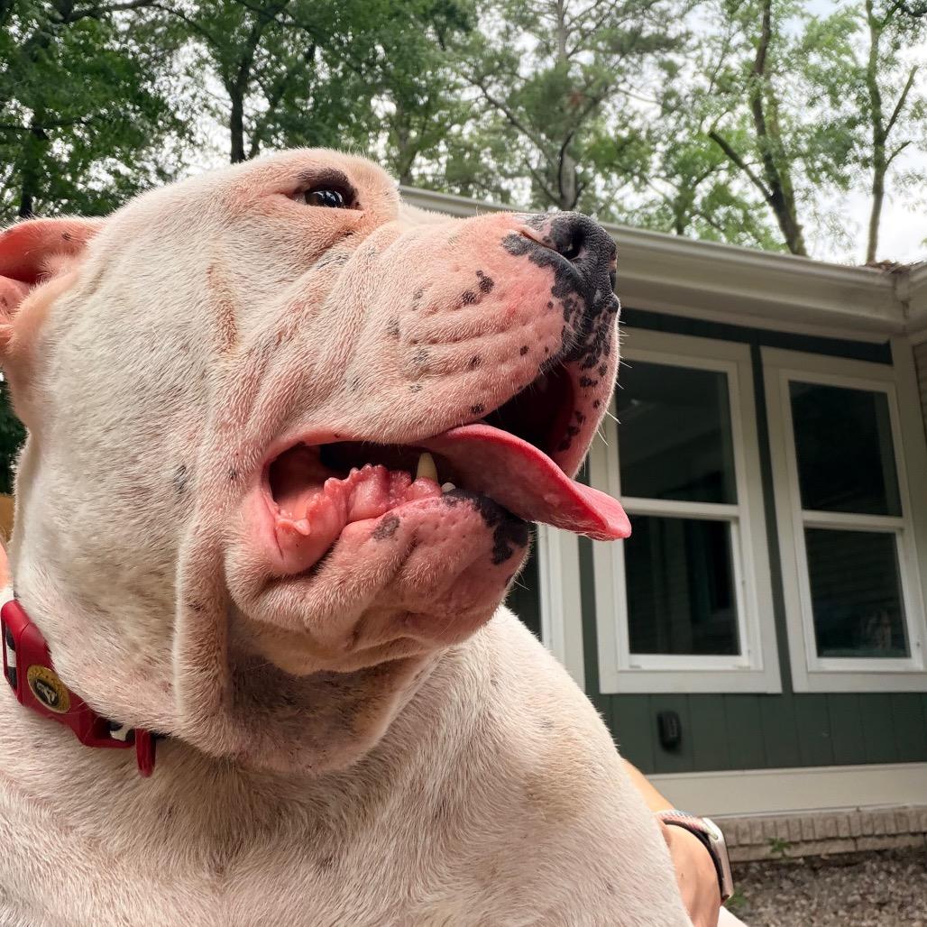 Truffles the Porkchop Express, a Adoptable mixed breed in Durham, NC image 3/6