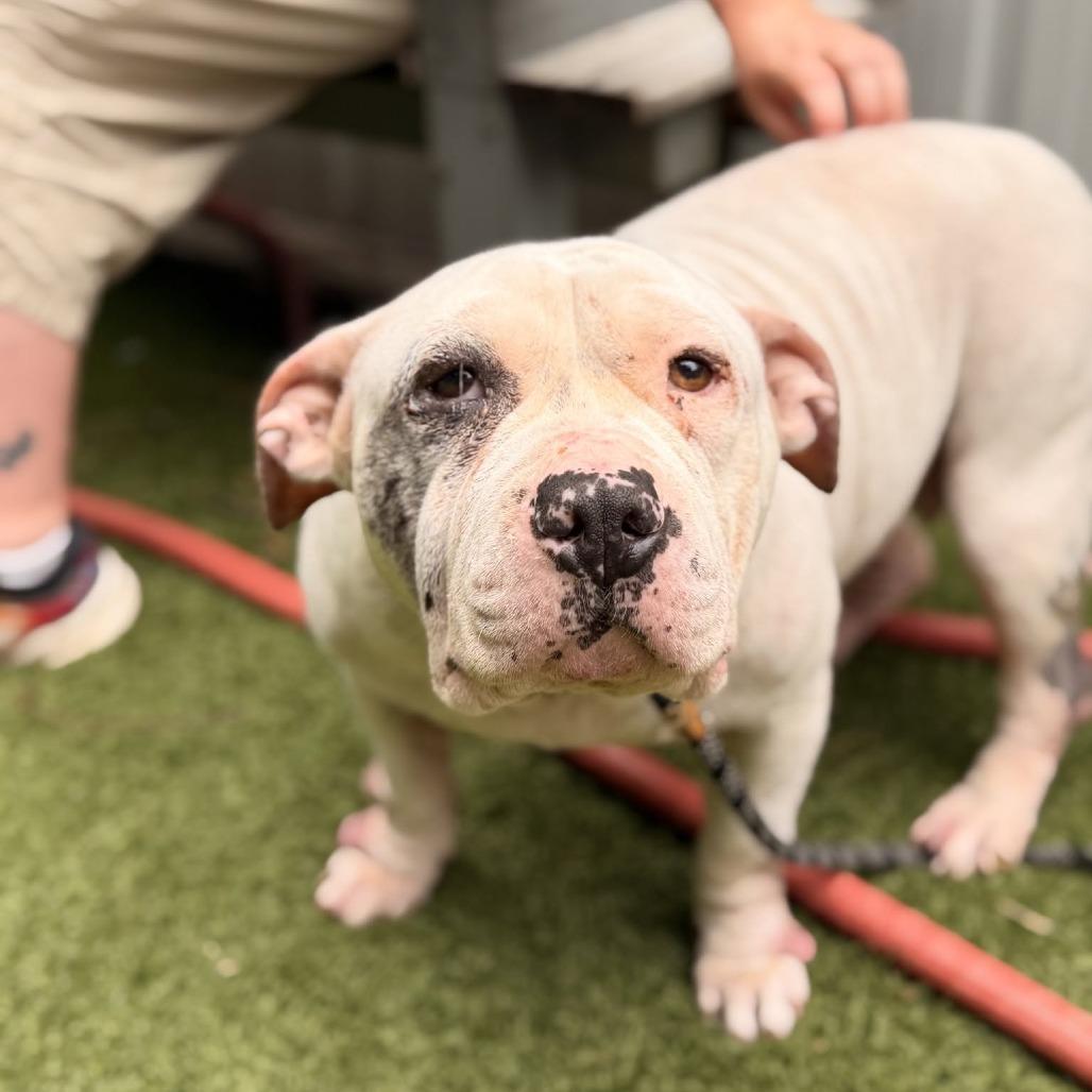 Truffles the Porkchop Express, a Adoptable mixed breed in Durham, NC image 4/6