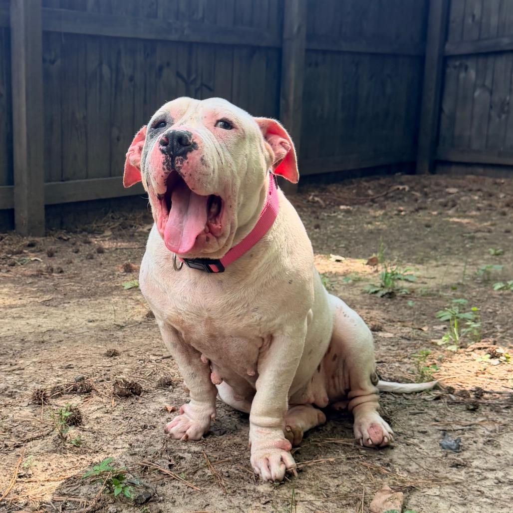 Truffles the Porkchop Express, a Adoptable mixed breed in Durham, NC image 5/6