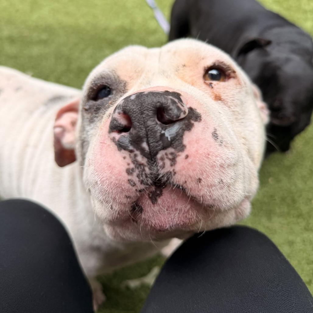 Truffles the Porkchop Express, a Adoptable mixed breed in Durham, NC image 6/6