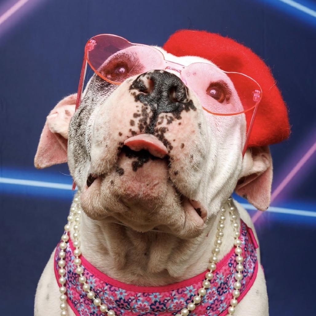 Enlarge Truffles the Porkchop Express, a Adoptable mixed breed in Durham, NC image 6/6