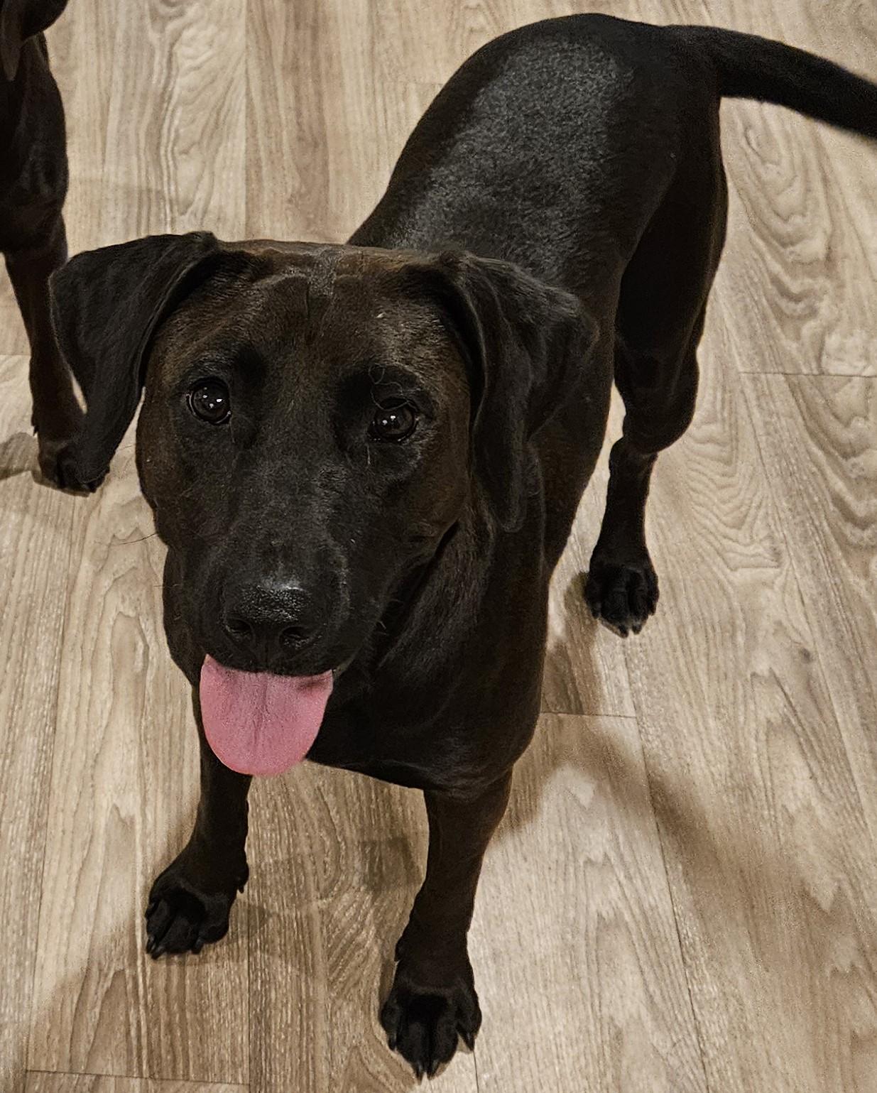 Sadie, Adoptable, Young Female Chocolate Labrador Retriever.