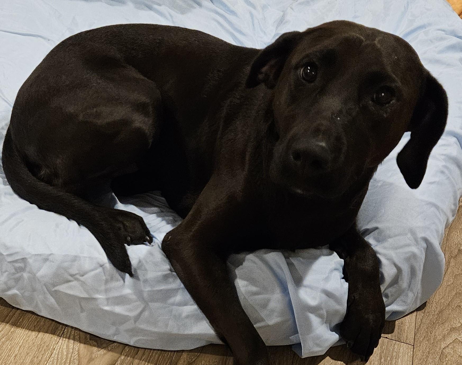 Enlarge Sadie, an adopted Chocolate Labrador Retriever in Sherman, TX image 6/6