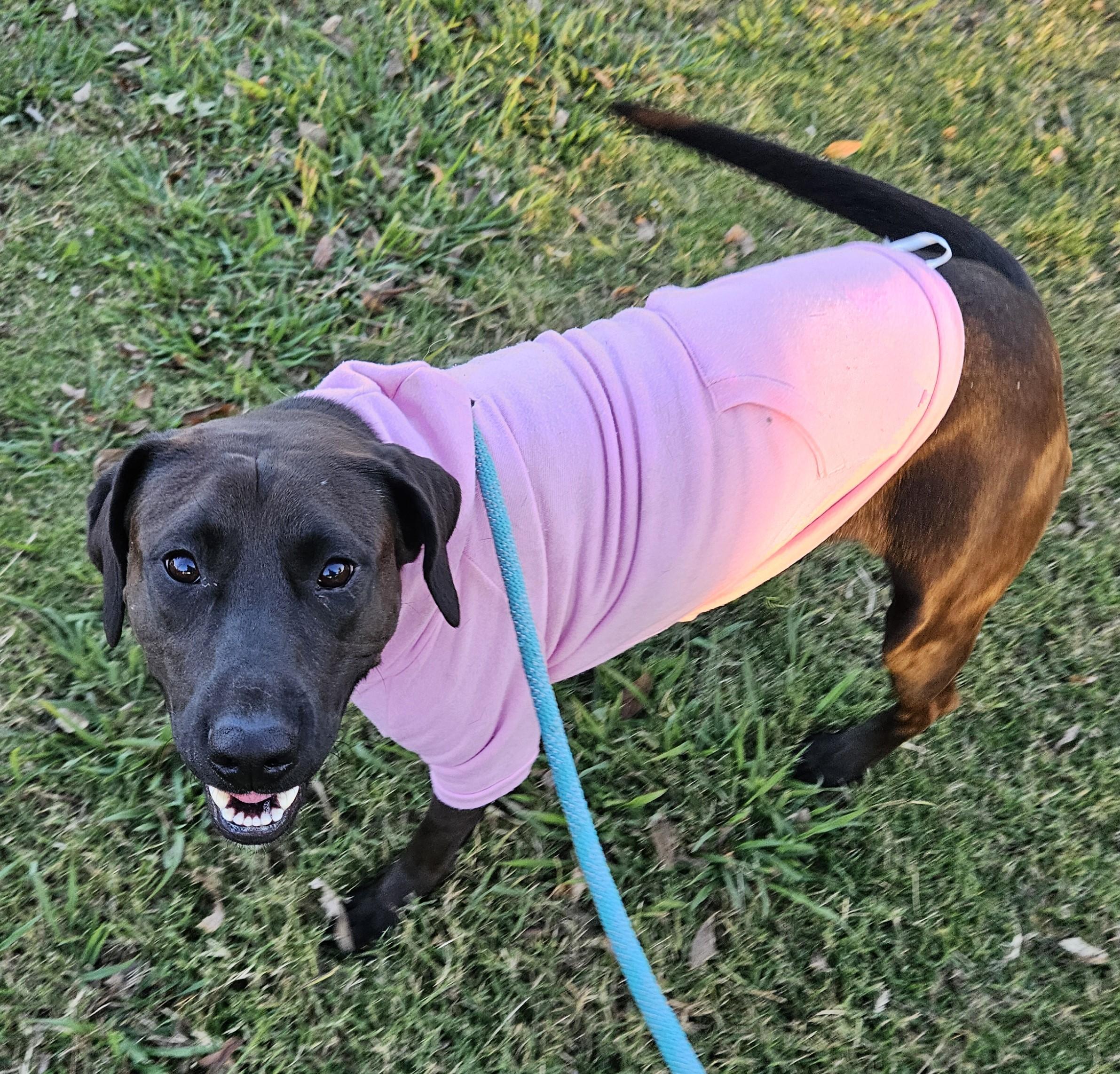 Enlarge Sadie, an adopted Chocolate Labrador Retriever in Sherman, TX image 3/6