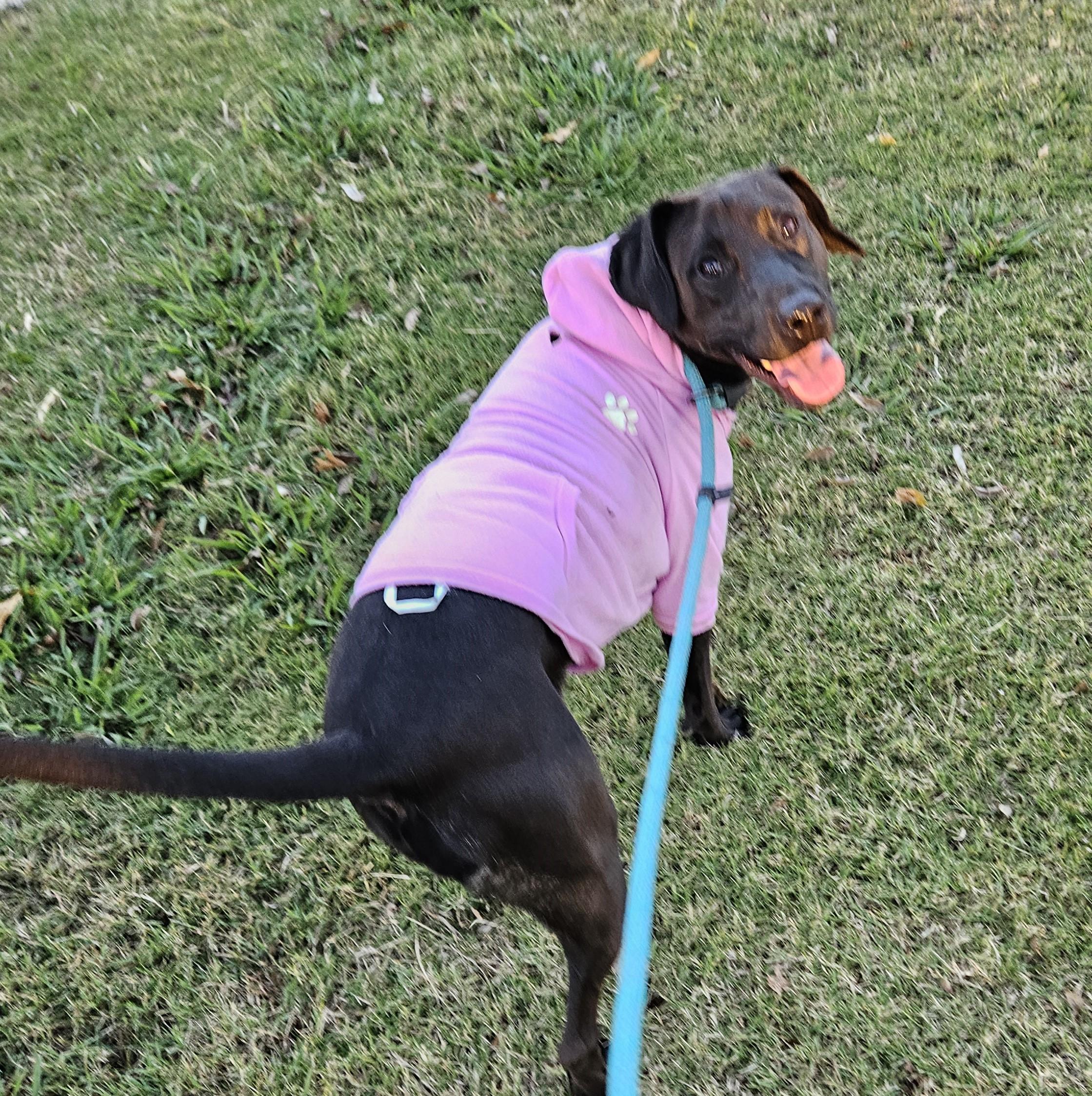 Sadie, adopted, Young Female Chocolate Labrador Retriever.