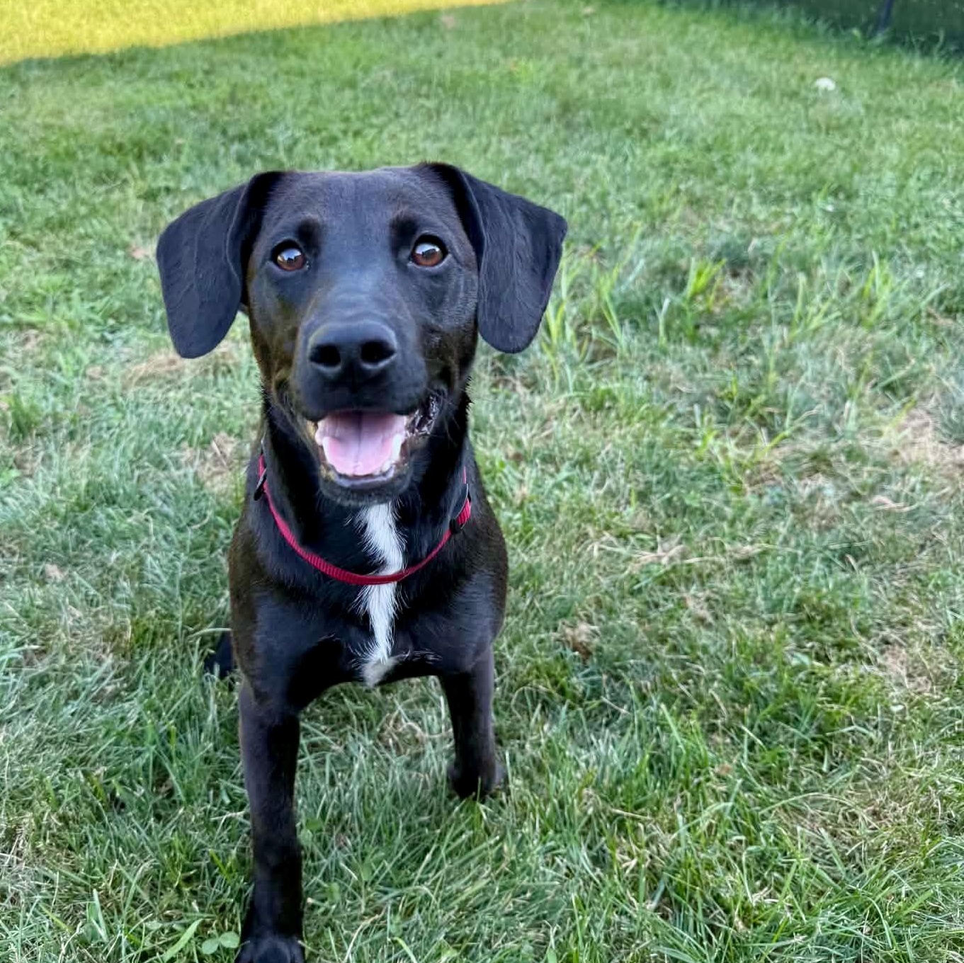 Goose, Adoptable, Young Male Labrador Retriever.