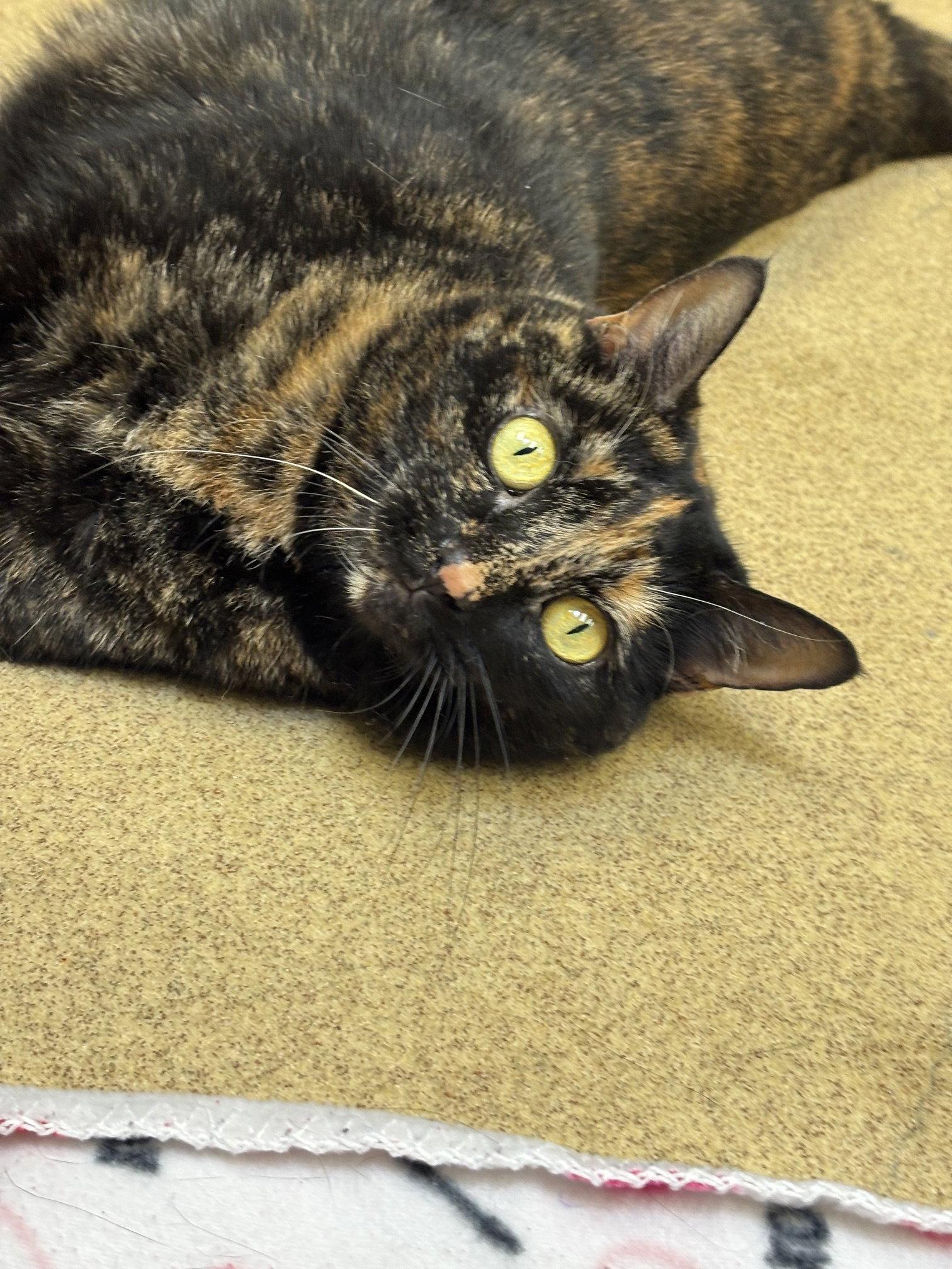 Pinky, Adoptable, Adult Female Domestic Short Hair.