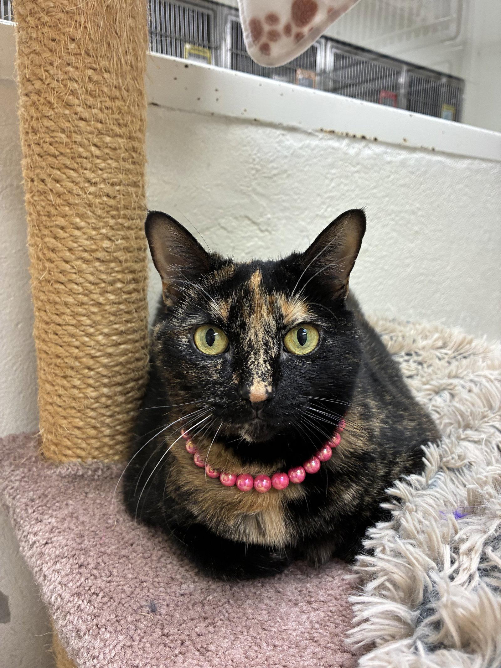 Enlarge Pinky, a Adoptable Domestic Short Hair in Brick, NJ image 2/3