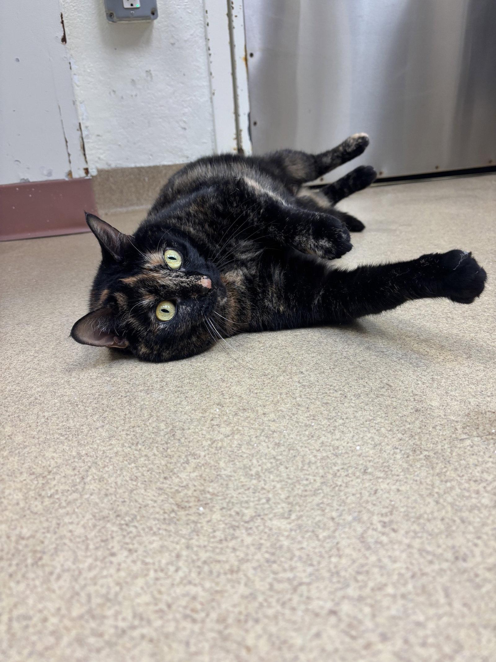 Pinky, a Adoptable Domestic Short Hair in Brick, NJ image 2/3