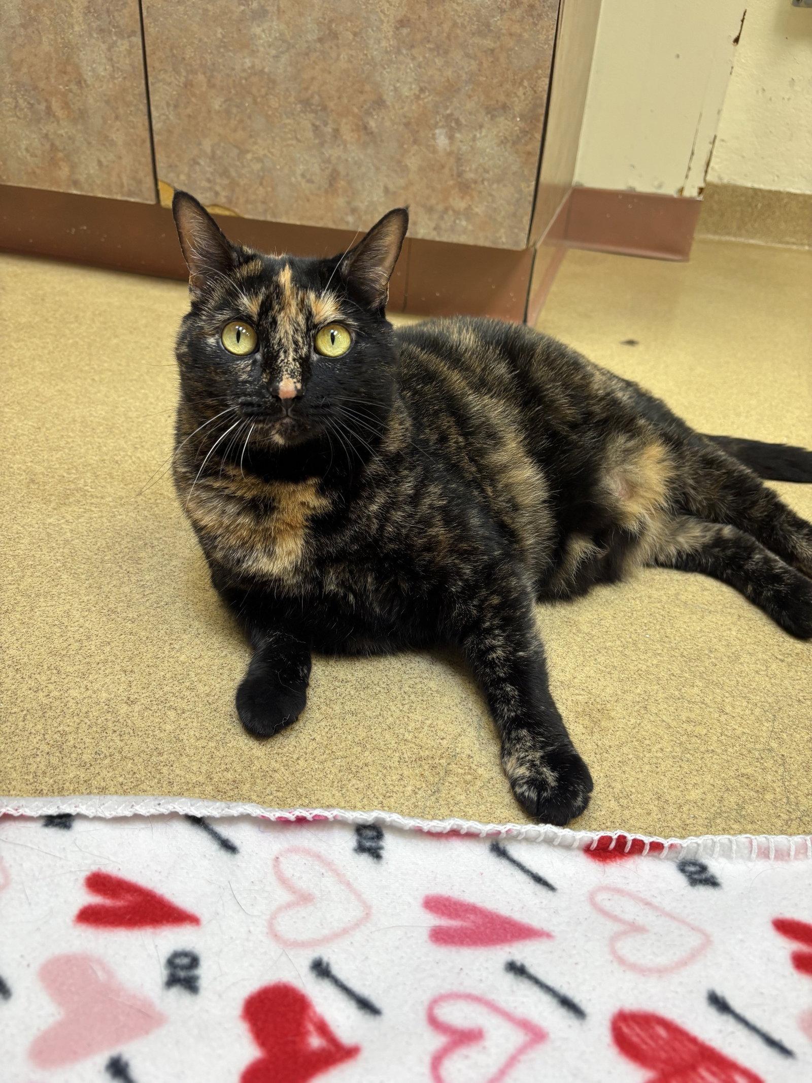 Pinky, a Adoptable Domestic Short Hair in Brick, NJ image 3/3