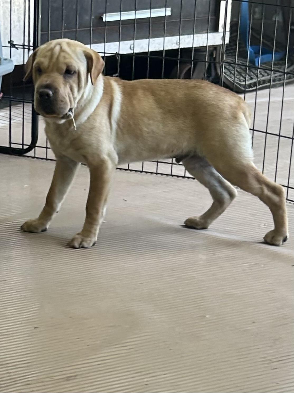 WALLY (Mini Hippo) only 15 lbs, an adopted mixed breed in Elyria, OH image 4/5