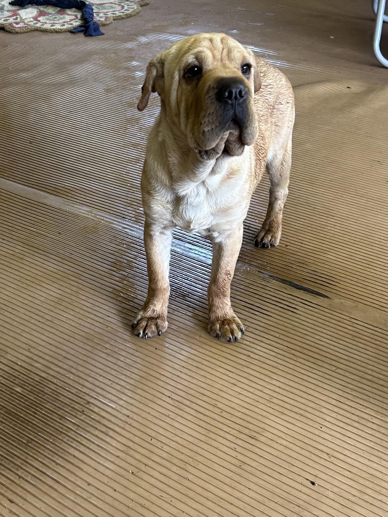 WALLY (Mini Hippo) only 15 lbs, adopted, Young Male Mixed Breed & Cocker Spaniel.