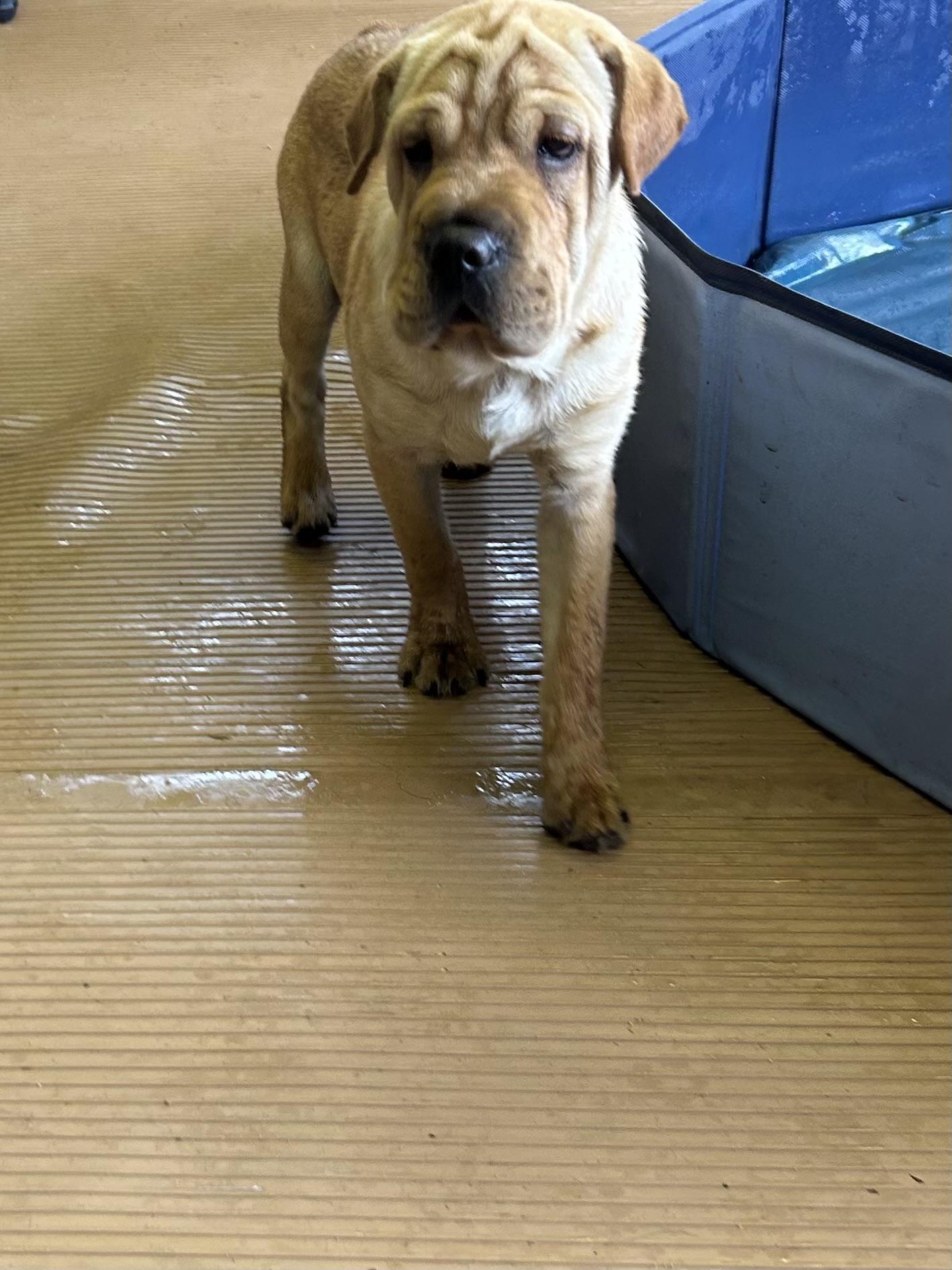 WALLY (Mini Hippo) only 15 lbs, an adopted mixed breed in Elyria, OH image 3/5