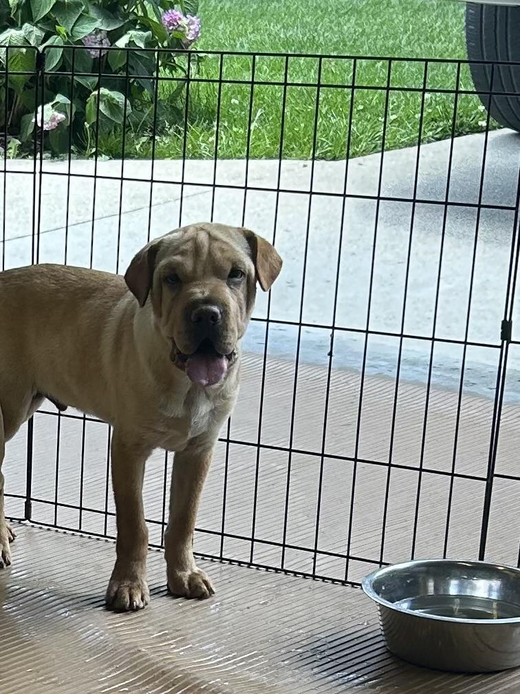 WALLY (Mini Hippo) only 15 lbs, an adopted mixed breed in Elyria, OH image 5/5