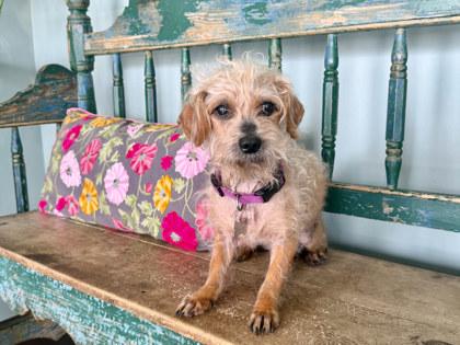 Ranger Roo, Adoptable, Adult Male Poodle & Yorkshire Terrier.