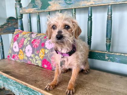 Ranger Roo, a Adoptable mixed breed in San Antonio, TX image 3/3