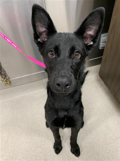 Enlarge MAYA, a Adoptable mixed breed in Fairbanks, AK image 1/1