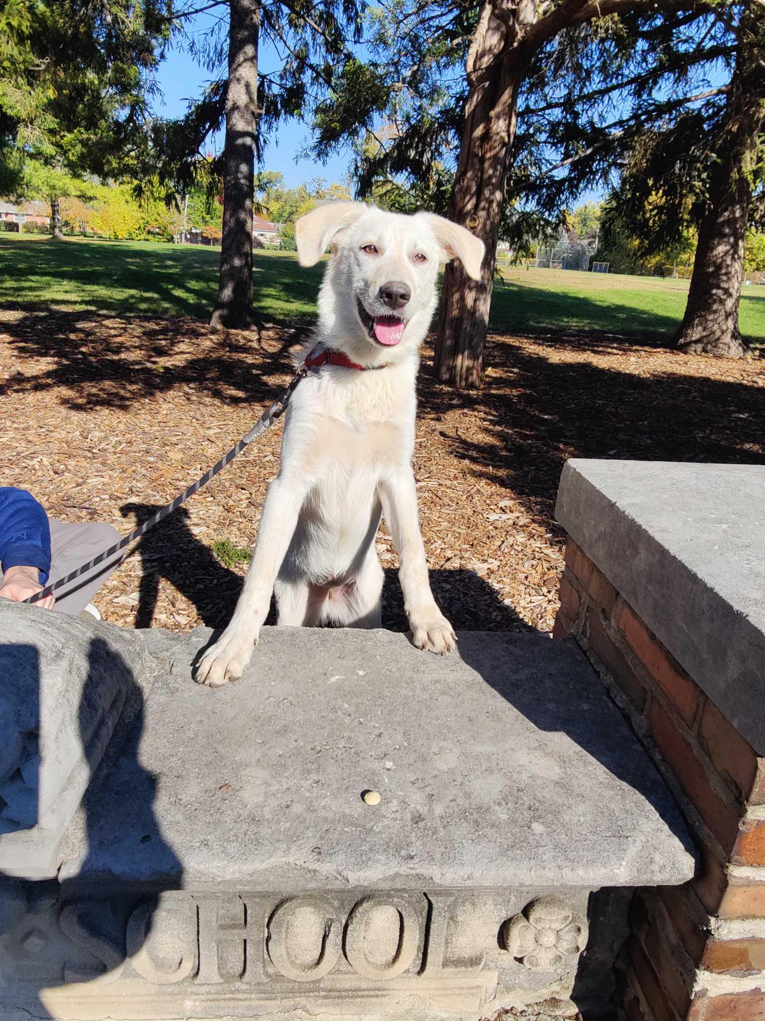 Enlarge Lilac, a Adoptable mixed breed in Elmhurst, IL image 4/6