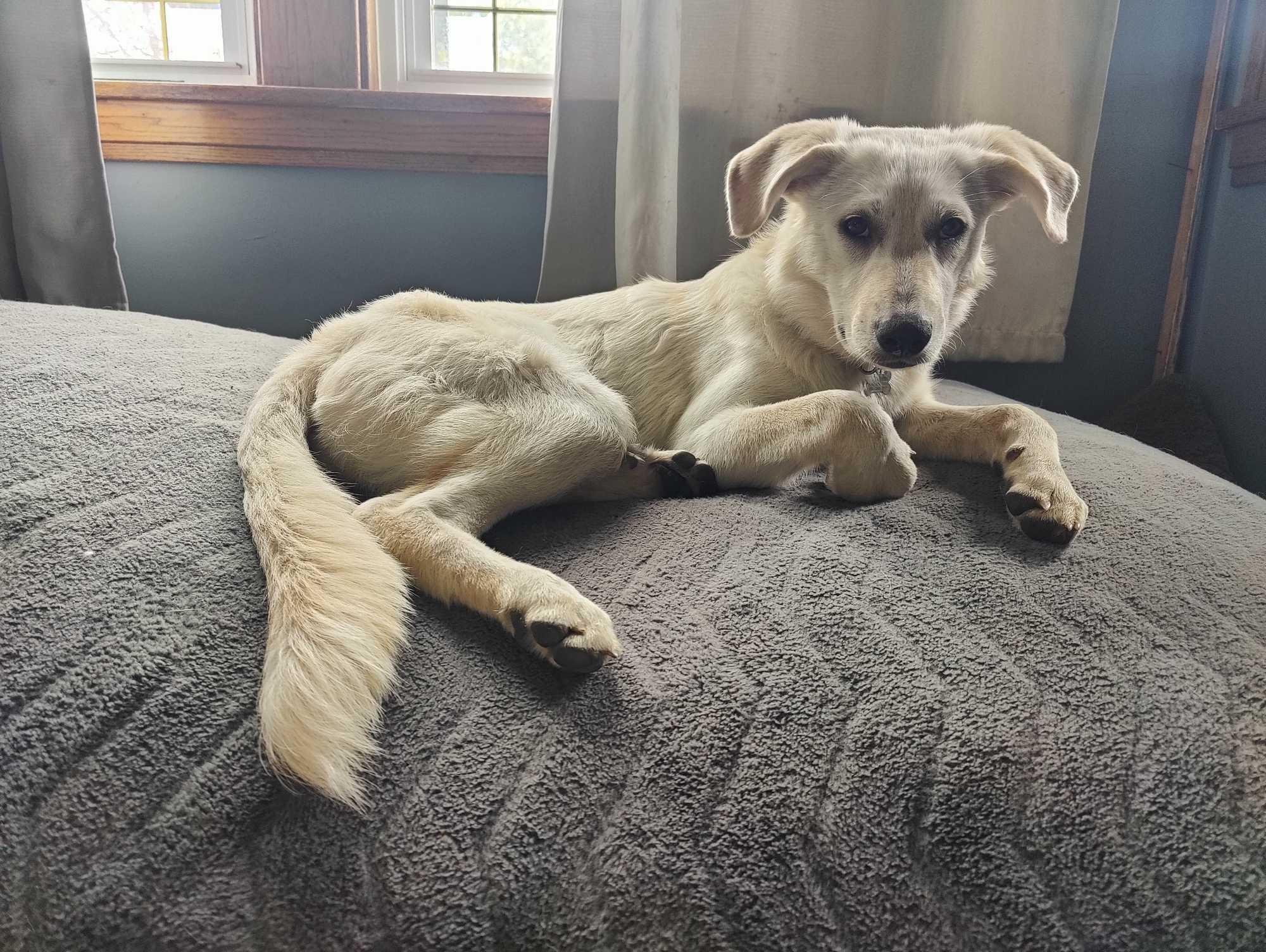 Lilac, Adoptable, Young Female Great Pyrenees & Yellow Labrador Retriever.