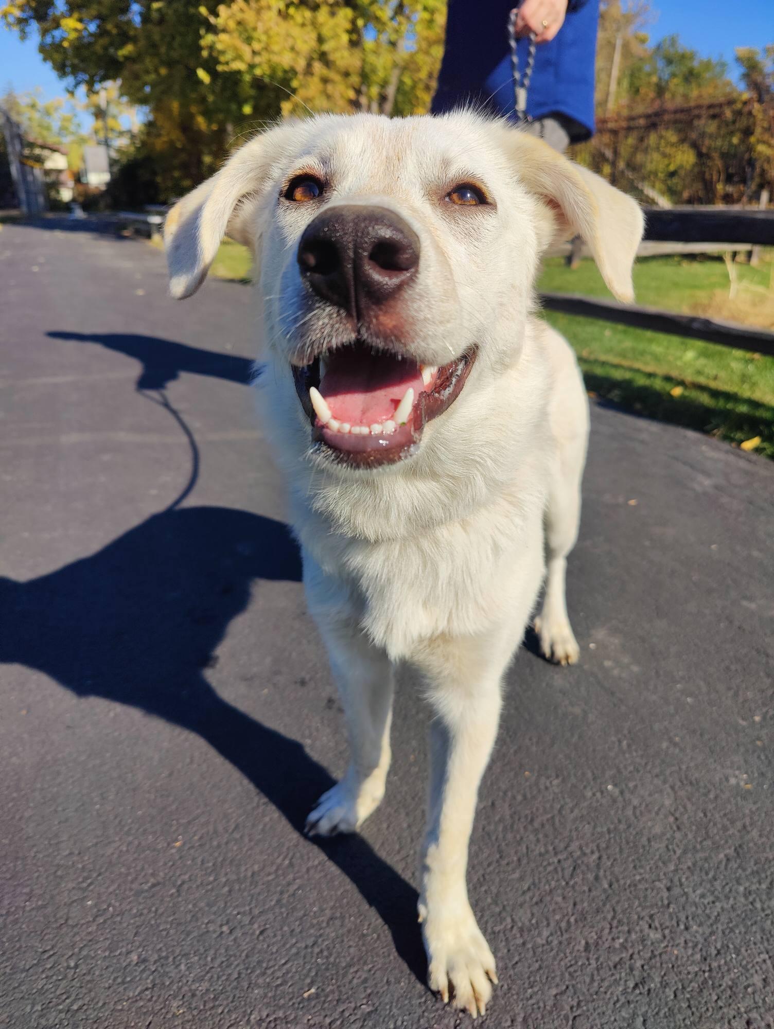 Enlarge Lilac, a Adoptable mixed breed in Elmhurst, IL image 5/6