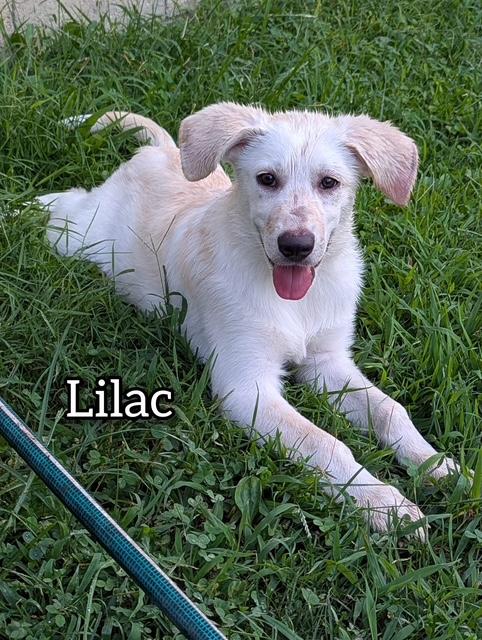 Enlarge Lilac, a Adoptable mixed breed in Elmhurst, IL image 6/6