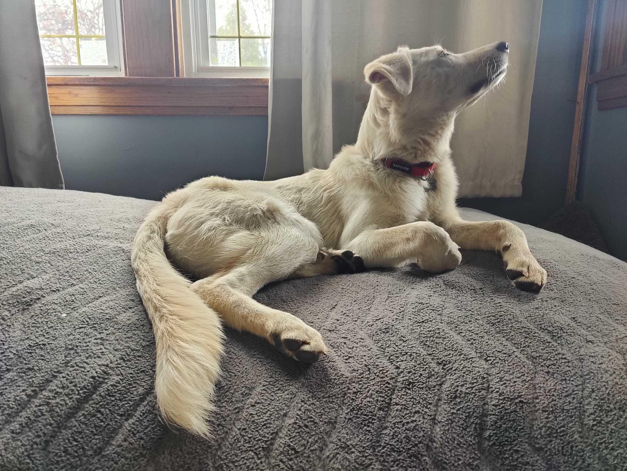 Enlarge Lilac, a Adoptable mixed breed in Elmhurst, IL image 2/6