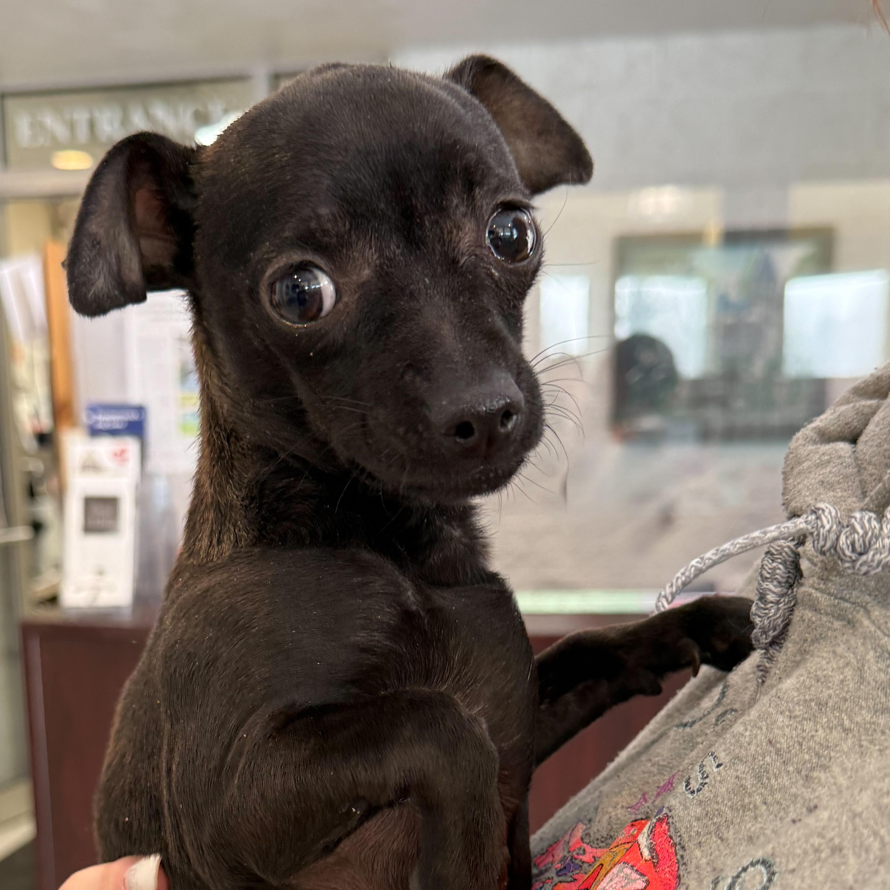 Enlarge George, an adopted mixed breed in Latrobe, PA image 1/3