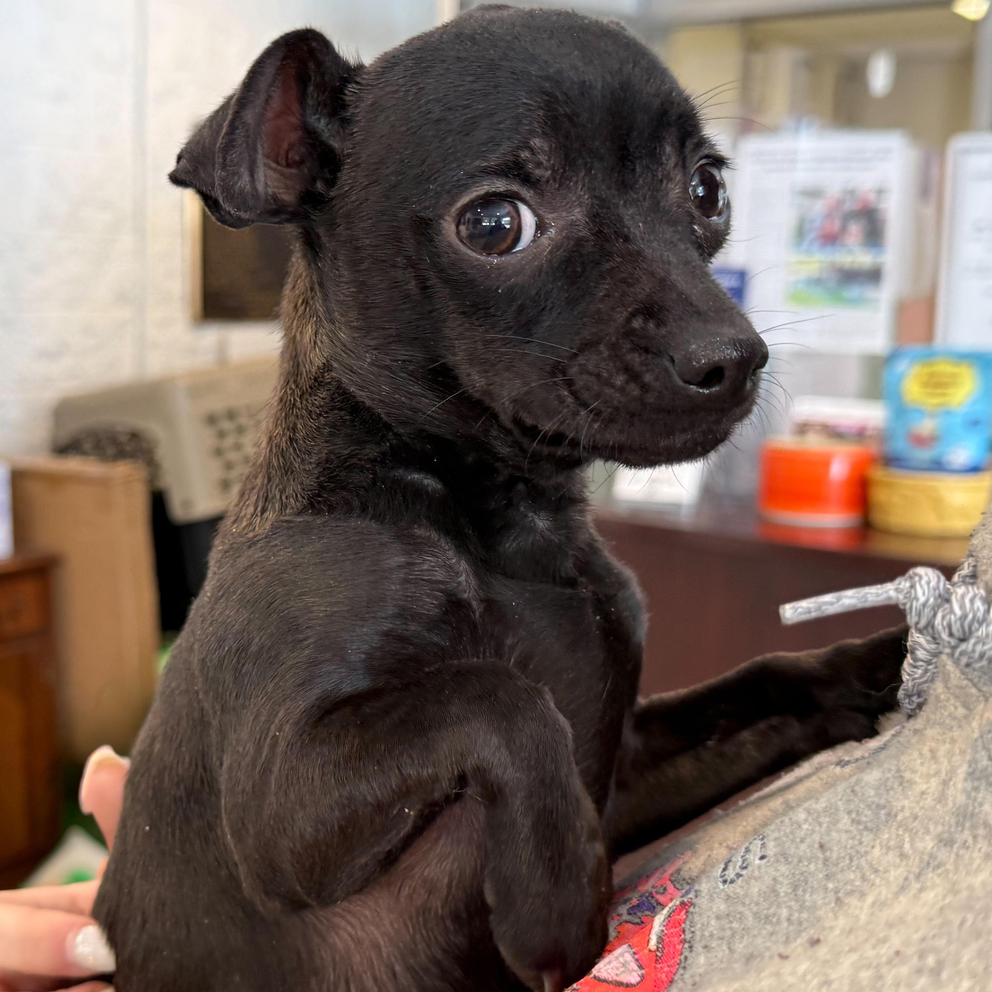 Enlarge George, an adopted mixed breed in Latrobe, PA image 2/3