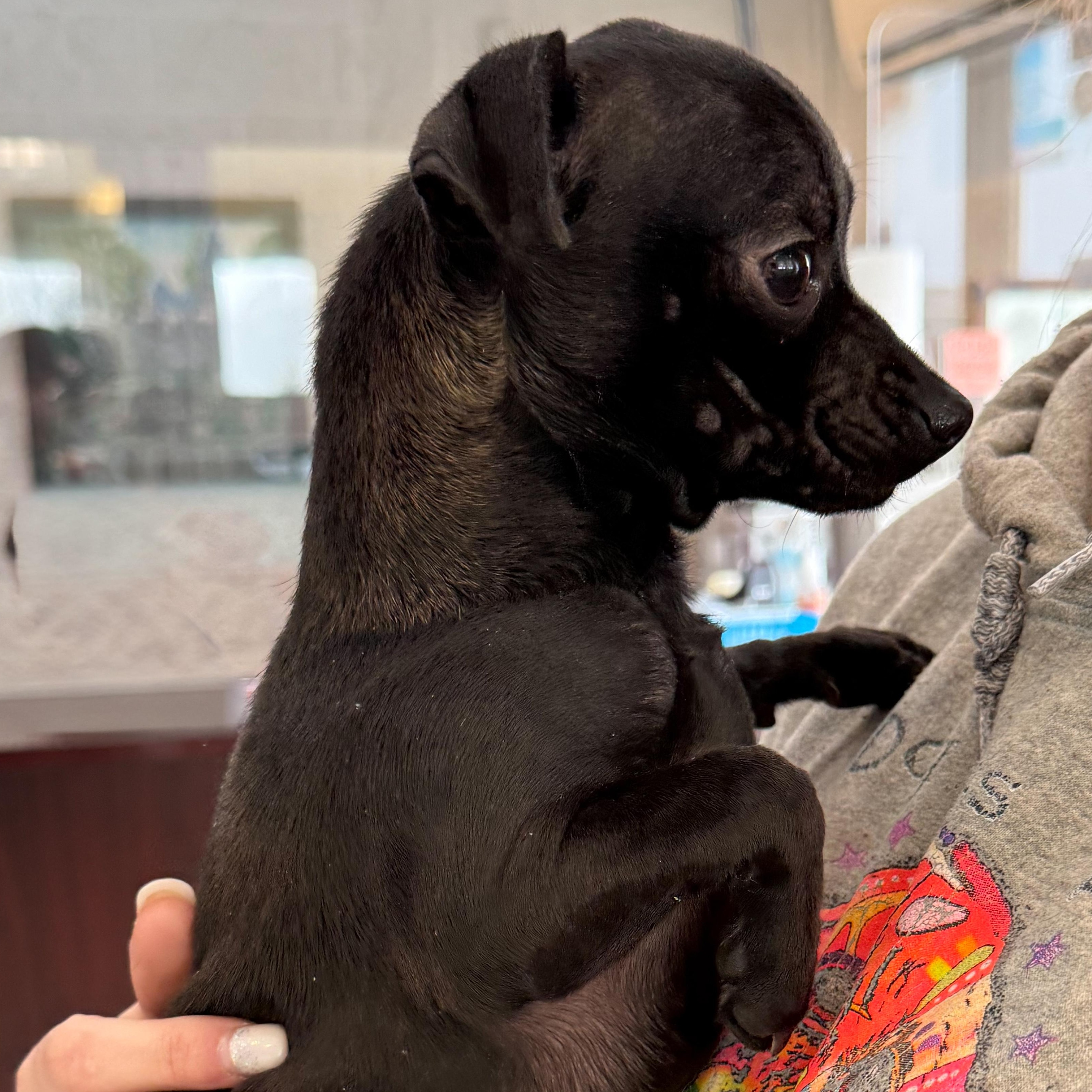 Enlarge George, an adopted mixed breed in Latrobe, PA image 3/3