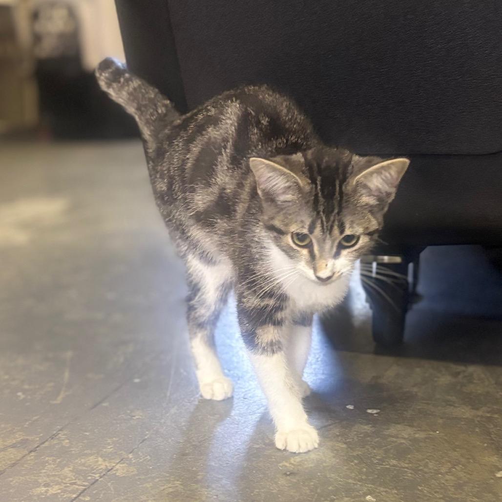 Dorito, a Adoptable Domestic Short Hair in Marion, IL image 5/6