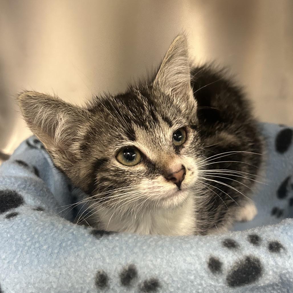 Dorito, a Adoptable Domestic Short Hair in Marion, IL image 6/6