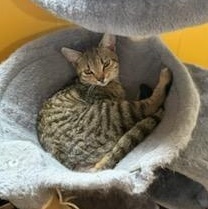 Enlarge Polly Pocket, a Adoptable mixed breed in Hyattsville, MD image 3/6