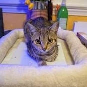 Polly Pocket, Adoptable, Kitten Female Tabby & Domestic Short Hair.