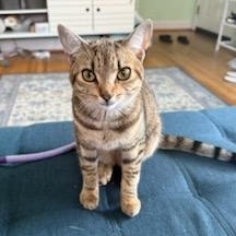 Enlarge Polly Pocket, a Adoptable mixed breed in Hyattsville, MD image 2/6