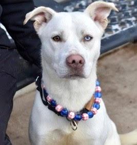 Doc, Adoptable, Young Male Labrador Retriever.