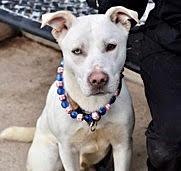 Doc, a Adoptable Labrador Retriever in Islip, NY image 2/3