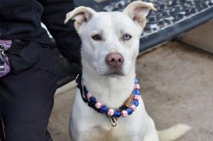Doc, a Adoptable Labrador Retriever in Islip, NY image 3/3
